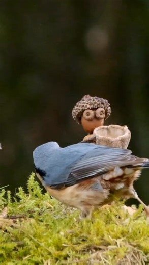 2K views · 205 reactions | One good turn deserves another While feeding mr Nuthatch young Acorn got midges on his face because of this unseasonably warm weather so mr nuthatch removed them for him. | Adventures of the Acorn People | Facebook