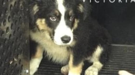 Missing puppy reunited with owner