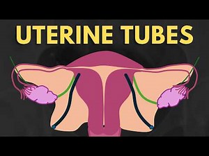 Uterine (Fallopian) Tube Anatomy Explained (HSG & MRI) | Radiology Anatomy