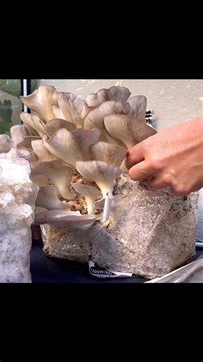 North Spore on Reels