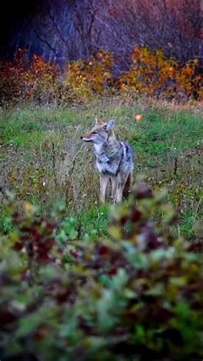Hungry Wolf Searching for Prey | Real Wildlife Hunting