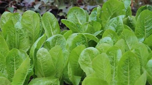 How to grow romaine lettuce in containers