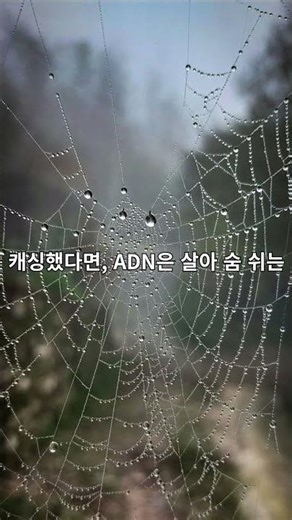 Akamai ADN, 왜 빠르고 안전한 인터넷의 핵심일까?#Akamai #ADN #CDN #웹가속 #인터넷보안