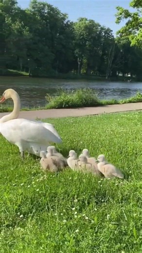 Peaceful Swan Lake Views #SwanLake #SwanLakeBeauty #SwanLakeLife #SwanLakeWorld #usareels #usa | Swan IV