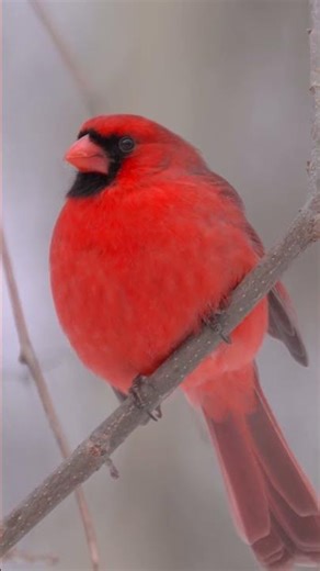 Fluffy Red Cardinal Looking Like a Little Ball of Feathers ❤️ #HDRshorts #birds