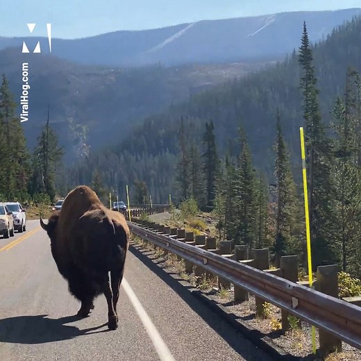 Meanwhile in Yellowstone Park... just a massive Bison enjoying a leisurely walk. Via: ViralHog | Metro