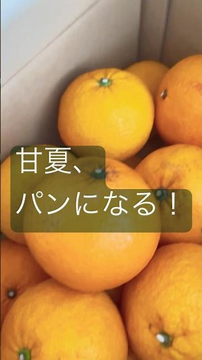 【甘夏→パン】甘夏マーマレードのパンでも、甘夏クリームのパンでもありません。甘夏で酵母を起こしてとっても美味しいパンが焼けました！！#naturalyeast #homemadeyeast