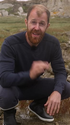 🌿 La salicorne, ce petit trésor des bords de mer, se croque comme un cornichon ! Crue, poêlée ou en pickles, son goût acidulé fait mouche. 😋 ⚠️ Mais attention : Riche en acide oxalique, elle est déconseillée en cas de problèmes rénaux, d’arthrite ou d’arthrose. 🍴 À consommer avec modération et toujours bien identifiée ! 🎓 Envie d'aller plus loin et de transmettre vos connaissances à votre tour ? Notre nouvelle formation en ligne "Animateur Plantes Sauvages" est faite pour vous 🌿 Une formati