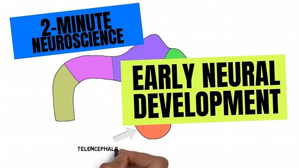 2-Minute Neuroscience: Early Neural Development Explained | Neural Tube, Brain & Spinal Cord Formati