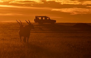 1.7K views · 113 reactions | Naboisho Show Mara Naboisho Conservancy...