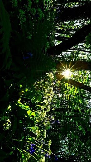 || FOREST IN PAST ||#forest #river #trees