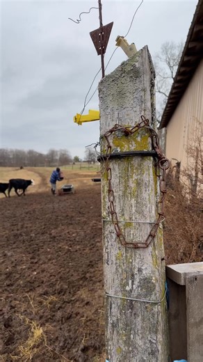 16K views · 507 reactions | We admire the tenacity of this gray chicken. She doesn’t give up. #Kentuckyfarmlife #farmlife #barnlife #barn #farm #countryliving #kentucky #barnanimals #farming #cattle #home #farmer #chicken | Kentucky Farm Life | Facebook