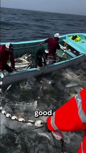 The Fish Gang Warning Sign‼️😱