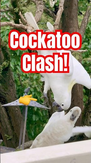 Cockatoos Gone Wild! 🤪🦜 The Funniest Bird Play Day Ever!