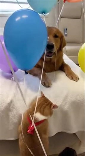 Who's the happies boy in the room now #wholesome #cat #dog