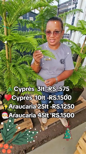 81K views · 347 reactions | ✨ Natural Christmas Trees Are Here! ✨ Bring home a living tree that grows with your family   Cyprès Vert Rs 575 (3lt) | Rs 1500 (10lt)  Araucaria Rs 1250 (25lt) | Rs 1500 (45lt) Available at all Espace Maison outlets   From Gros Cailloux Nursery  #ChristmasInMauritius #Explore #FestiveSeason #Discover #experience #explore #mauritius #shopping #Christmas #festiveplantcollection | Gros Cailloux Nursery | Facebook
