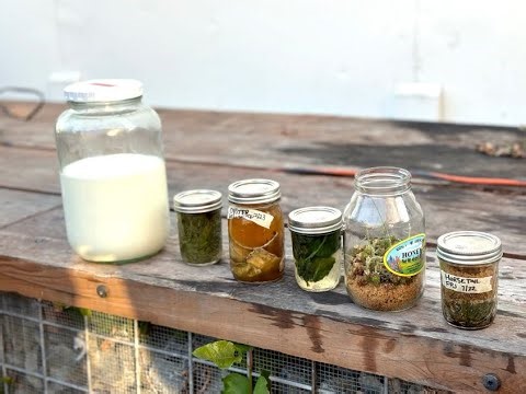 How to Use Korean Natural Farming to Grow Healthier, More Productive Fruit Trees