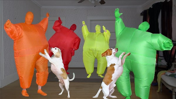 Dogs Get Epic Dance Party Surprise! Funny Dogs Maymo & Potpie Dancing w/Men in Chub Suits