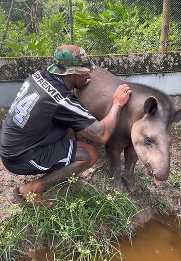 Explore Wildlife in Suriname: Unique Animal Identification