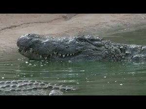 Crocodile video | Types of crocodile | Crocodile life