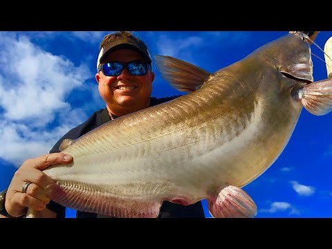 How To Catch Catfish in the Summer