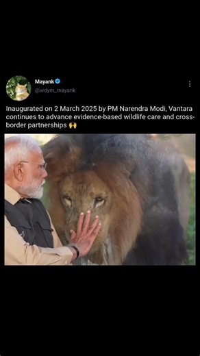 pm : CONSERVING THE ENDANGERED OKAPIS