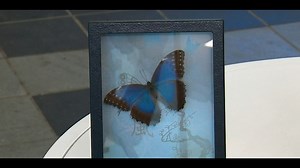 Create Art: Butterfly art class for beginners