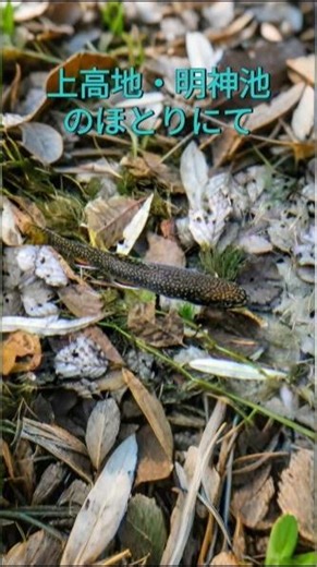 🌿上高地・明神池の清流に佇むイワナ🐟️🌿神降る地の美しい水と生命