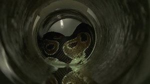 Python in Sewer