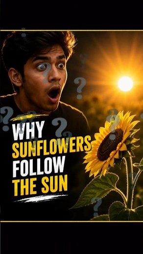 Why sunflowers follow the sun?😳 #shorts