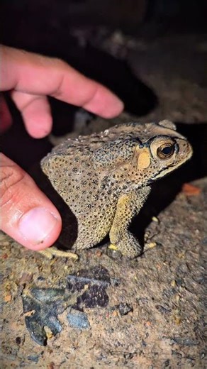 Tung Tung Funny Frogs | Catching Frog and Toad for fun | Frog Video