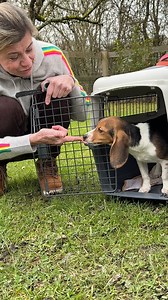 Justin est un chiot et un beagle de labo: il a donc deux raisons de se méfier à son arrivée à La Maison des Beagles Libres, il ne connaît rien, à rien. Le BoBoy Justin n'a que 5 mois et a décroché le gros lot: né pour être utilisé pour la recherche animale, donc avec une chance infime de survie, il a échappé à ce destin tragique. Sûrement pas parce qu'il est trop mignon - ce que nous trouvons- mais parce qu'il a probablement un "défaut de fabrication" invisible le rendant inapte à l'utilisation.