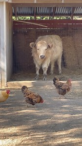 Our Patina Farm Chickens… Chickens have been part of our life for over ten years, ever since we made a home for 12 small fluffy bantam chickens in the side yard of our home in Santa Monica. We now have a couple dozen colorful ladies who roam our land at Patina Farm during the day, adding a bit of humor and a flourish to our neutral landscape. Of course, they aren’t just beautiful to look at… our hens take their job seriously, keeping the insect population at a reasonable level and scattering the