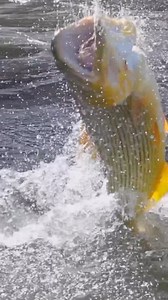 15K views · 690 reactions | Lunkers on the Tailwater. It consistently produces the biggest Golden Dorados on the planet.  @pablosaracco | River Plate Anglers | Facebook