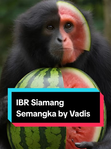 Siamang Semangka: A Unique Italian-Inspired Creation