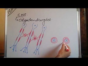 Myelination and unmyelination |zeshan shigri|ISM|