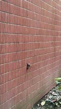 Eliminate harmful snails with slingshot