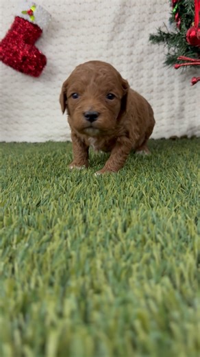 Goldendoodle, Mini puppy for sale