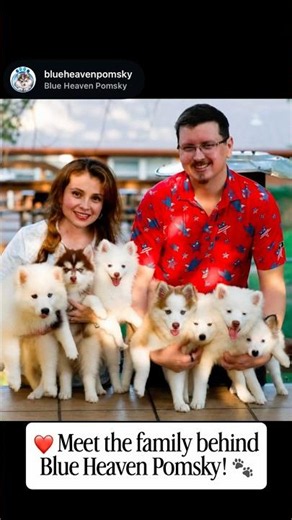 ❤️ Meet the family behind Blue Heaven Pomsky! 🐾 #pomskypuppy