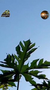 9K views · 127 reactions | OVNI CAPTADO EN BAHÍA BRASIL #ovni #avistamiento #virales #aliens #UFO #extraterrestre #extraterrestres #AlienigenasAncestrales #ovnisvideos #ovnis2024 | Alienígenas en Uruguay y el mundo | Facebook