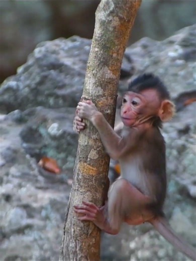 Smallest baby trying to climb on the young tree