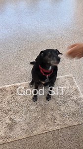 1K views · 50 reactions | KOKO: A beagle/terrier blend, 29lbs, 10 years old. She is a delightful dog, loves attention. She likes children and other dogs. She has the cutest little dance, perhaps to beg for food? She LOVES people!! Come meet this little adorable senior girl! Keep a smile on her face! For more information: https://www.mostlymutts.org/adoptable-animals/adoptable-dogs/koko #mostlymutts #AdoptKoko #beaglemix #sweetpup | Mostly Mutts Animal Rescue | Facebook