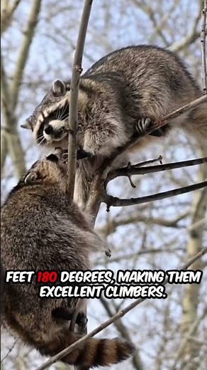 Racoons Genius Facts