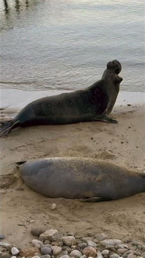 What does a Male Elephant Seal sound like? #elephantseal #wildlife #nature #nationalparks