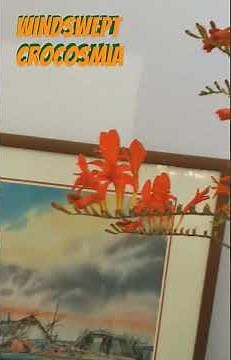 'Windswept Crocosmia' #sogetsu #floraldesigns #crocosmiaflower#flowerarrangements