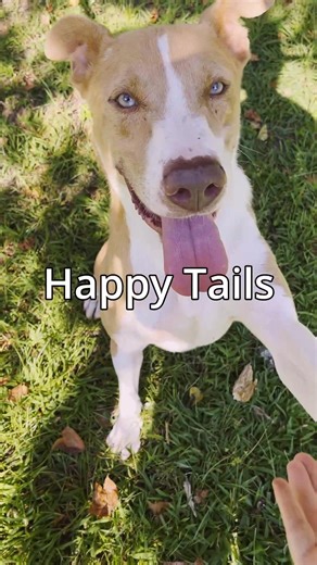 As we near the end of 2025, it’s the perfect time to pause, reflect, and celebrate some very special faces at Pets Fur People 🐾🧡🩵💜 🎥 Alice P | Pets Fur People
