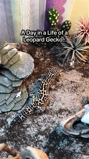 A Day in the Life of Blue the Leopard Gecko