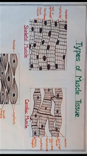 Types of muscle tissue #zoology#chart#tissue#diagram#bsc3rdsemester#2025_26#ssju#nep2020#shorts