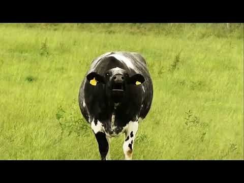 Screaming Cow Meme (Original) | Very Weird