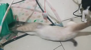 33 shares | Caso Externo Vive la Experiencia de Adoptar un Gato, y...